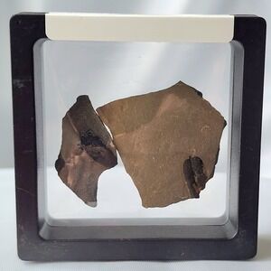 Unique Rare Carboniferous Coal Era Fossil From World Famous Union Chaple Mine OG
